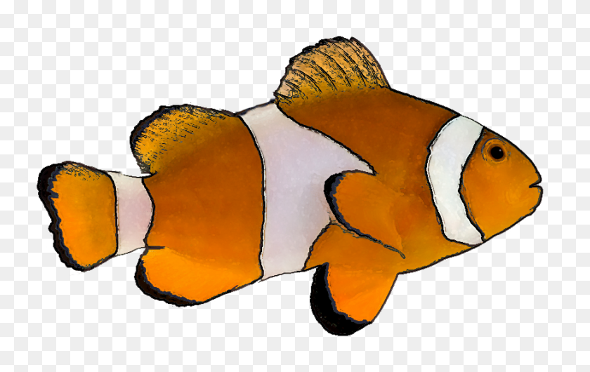 873x527 Clownfish Clipart - Marine Life Clipart