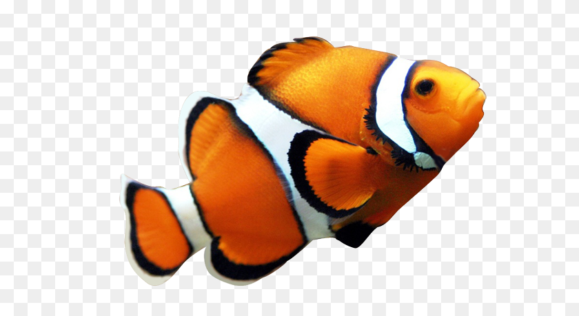 588x399 Рыба-Клоун Клипарт Картинки - Оранжевая Рыба Клипарт