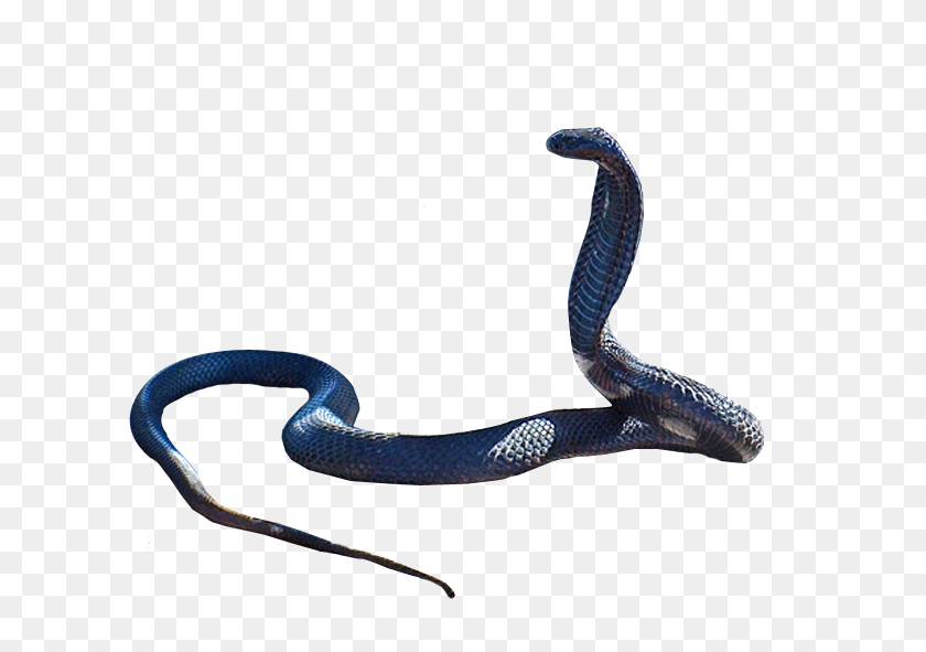 710x531 Cobra Snake Png Clipart - Snake PNG