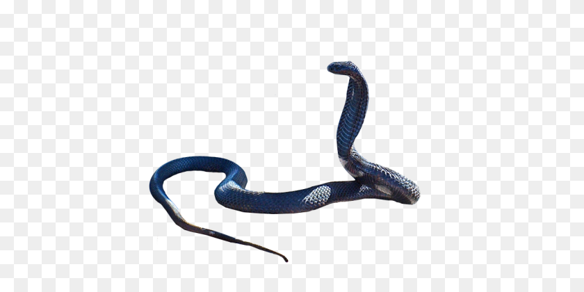 481x360 Cobra Snake Png Hd - Serpent PNG