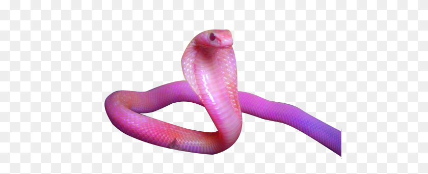500x282 Cobra Snake Png Images Free Download - Snake Tongue PNG