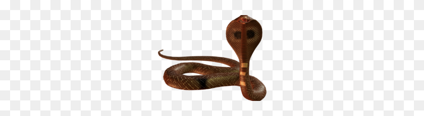 228x171 Cobra Snake Png Picture Archives - Cobra PNG