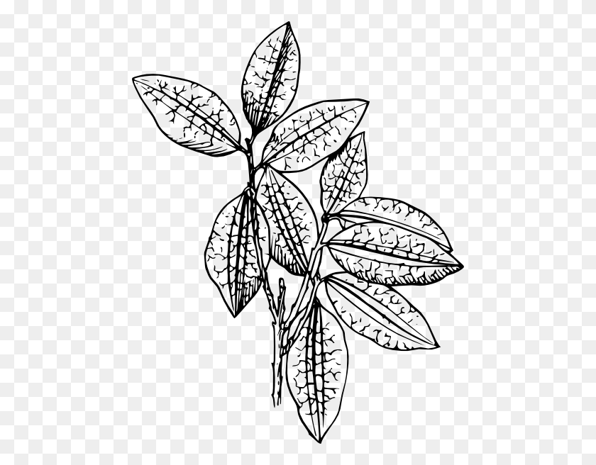 468x596 Coca Plant Clip Art - Plant Clipart Black And White