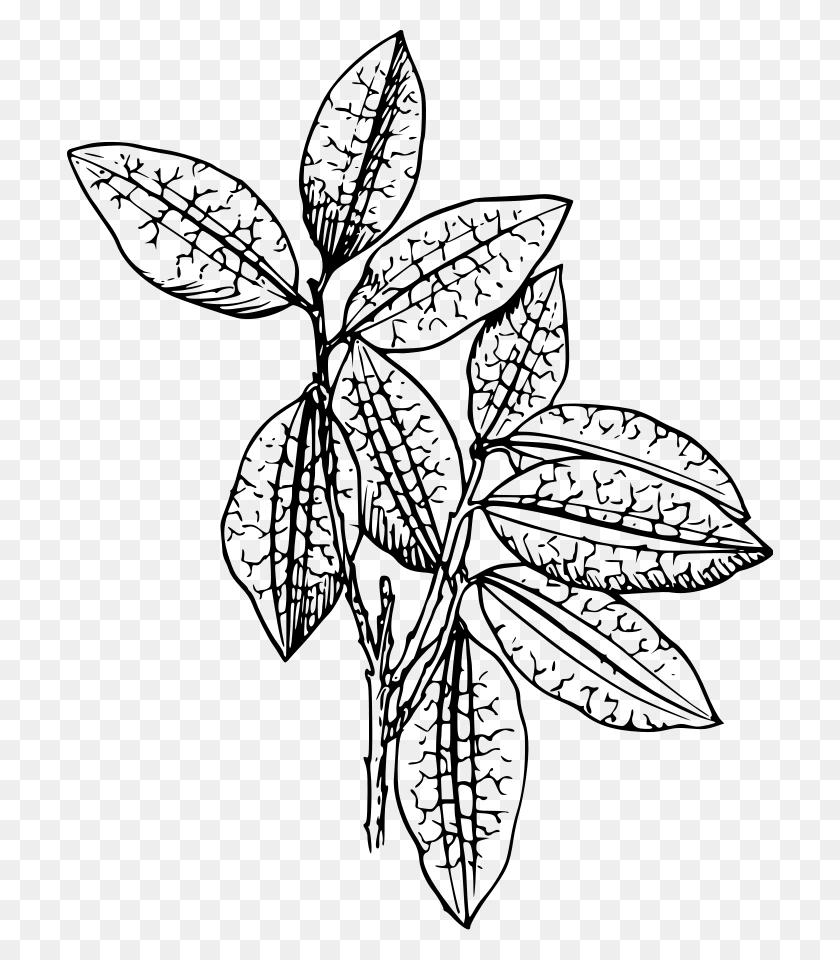 706x900 Векторный Файл Растения Коки, Векторная Графика - Клипарт Хлопковой Коробочки