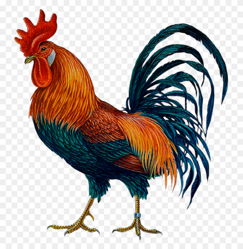 743x800 Cock Hd Png Transparent Cock Hd Images - Chickens PNG