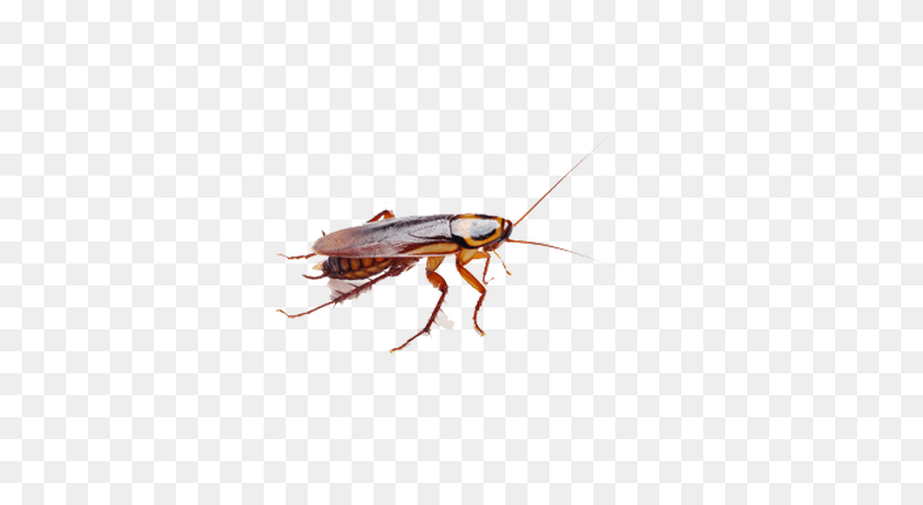 400x400 Cockroach Brown Transparent Png - Cockroach PNG