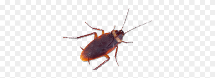 350x245 Cockroach Control Removal Services In London, Surrey, Kent Sussex - Cockroach PNG