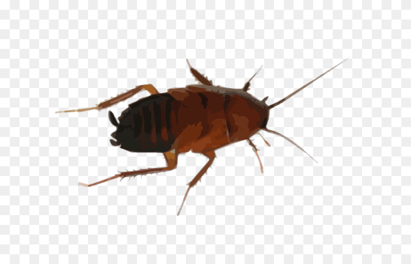 640x480 Cockroach Drawing Transparent Png - Cockroach PNG