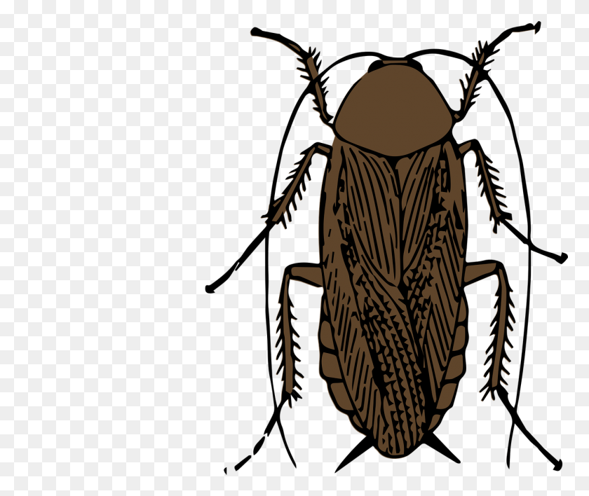 1280x1065 Cockroach Elimination Tips Superior Pest Control Serving Ny - Cockroach PNG