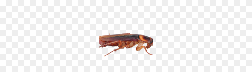 180x180 Cockroach Free Download Png - Cockroach PNG