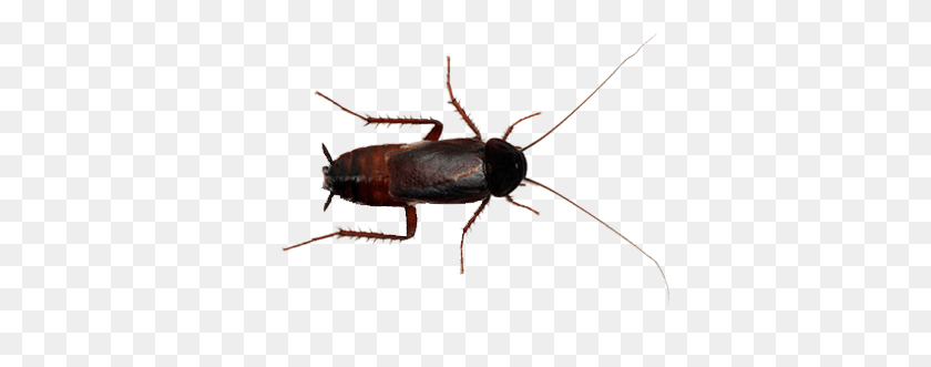 378x271 La Cucaracha De Identificación De Sydney Bug Stop Exterminio Industrial - Cucaracha Png