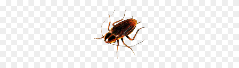 180x180 Cockroach Png - Cockroach PNG