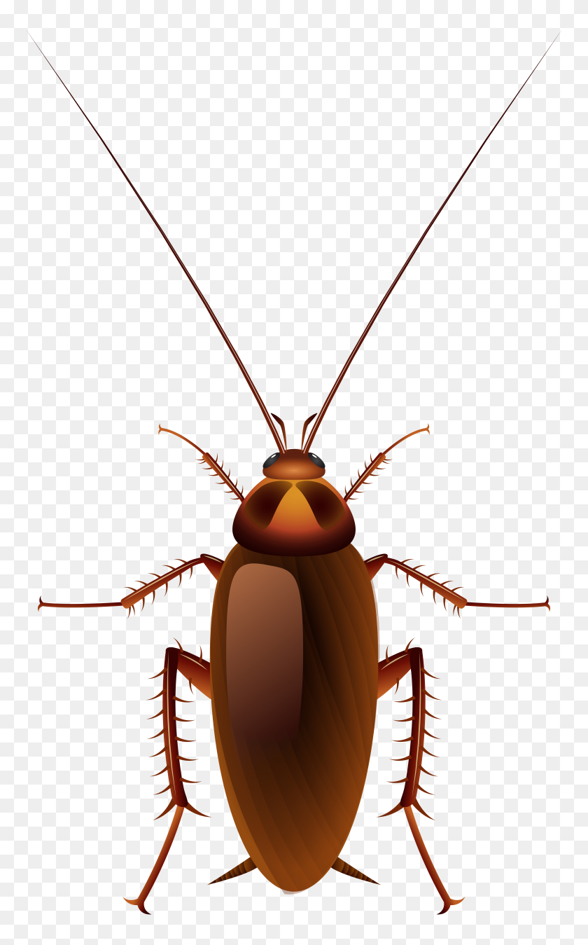 4839x8000 Cockroach Png Clip Art - Parasite Clipart