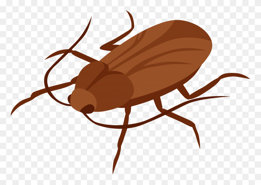 8000x5506 Cockroach Png Clip Art - Insect PNG
