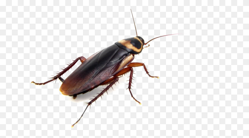1280x668 Cockroach Png Images Transparent Free Download - Roach PNG