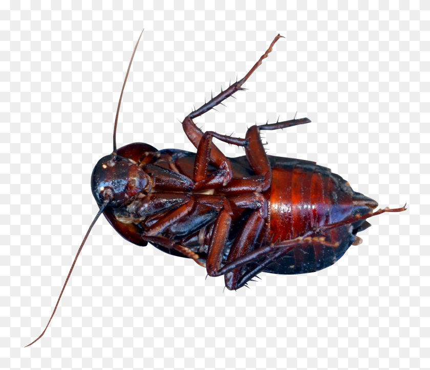 1700x1448 Cucaracha Png