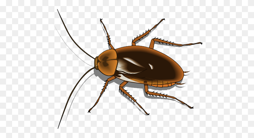 500x397 Cockroach Png Transparent Images - Roach PNG