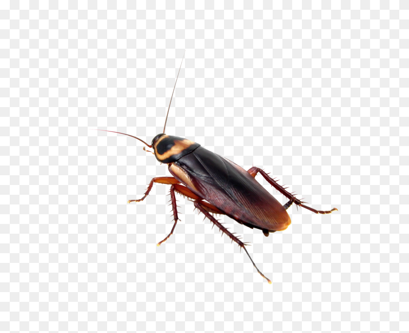 2000x1600 Cockroach Treatment - Roach PNG