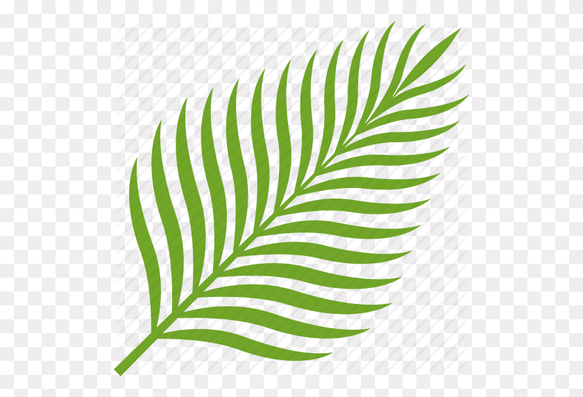 512x512 Coconut, Food, Fruit, Leaf, Palm, Tropical Icon - Palm Leaves PNG