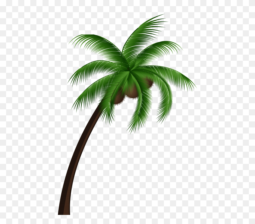 480x678 Coconut Palm Tree Png - Palm Tree PNG Transparent