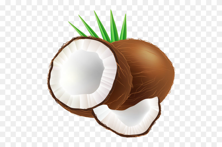 500x498 Coconut Png Clip Art - Shell PNG