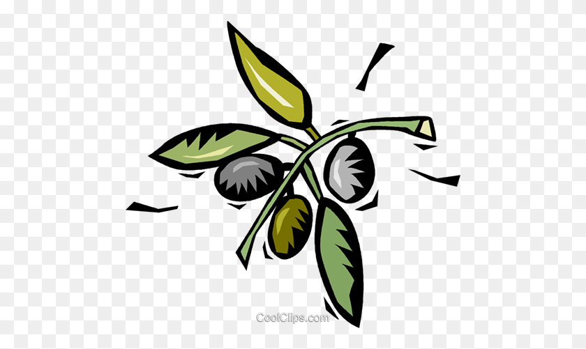 480x441 Coffee Beans Growing On The Plant Royalty Free Vector Clip Art - Bean Plant Clipart
