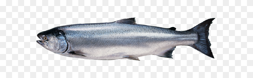600x200 Coho Salmon Alaska Seafood Philippines - Salmon PNG