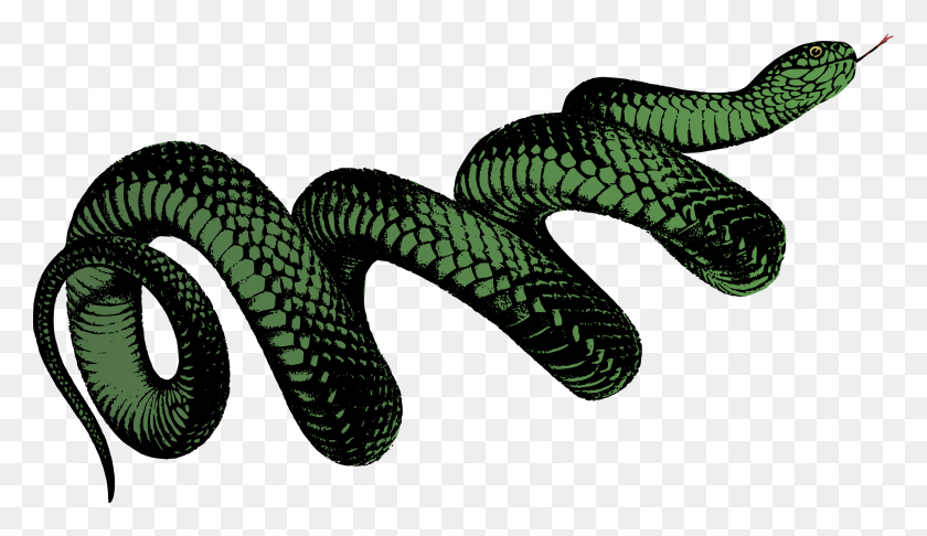 2400x1311 Coiled Snake - Snake PNG