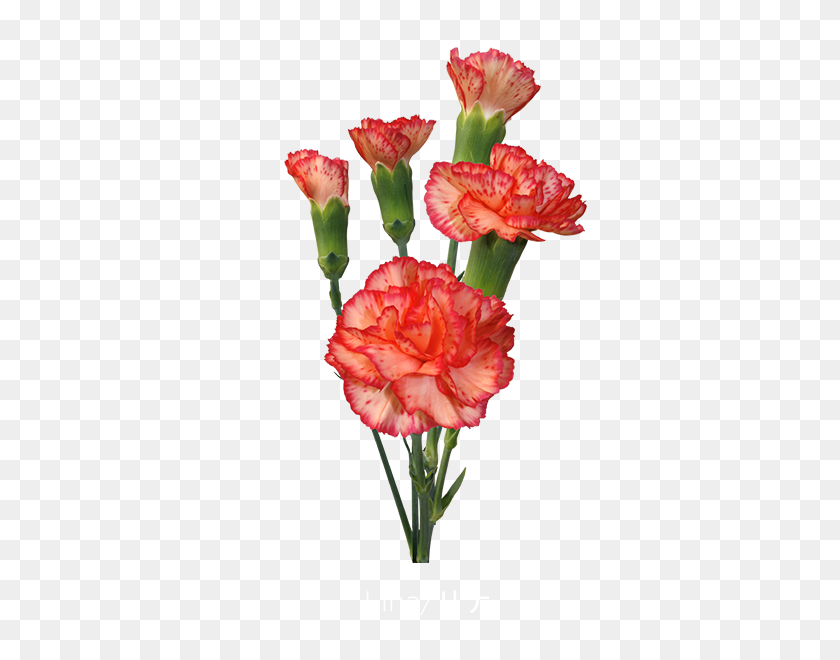 600x600 Colibri Flowers S A Minicarnations - Carnation PNG