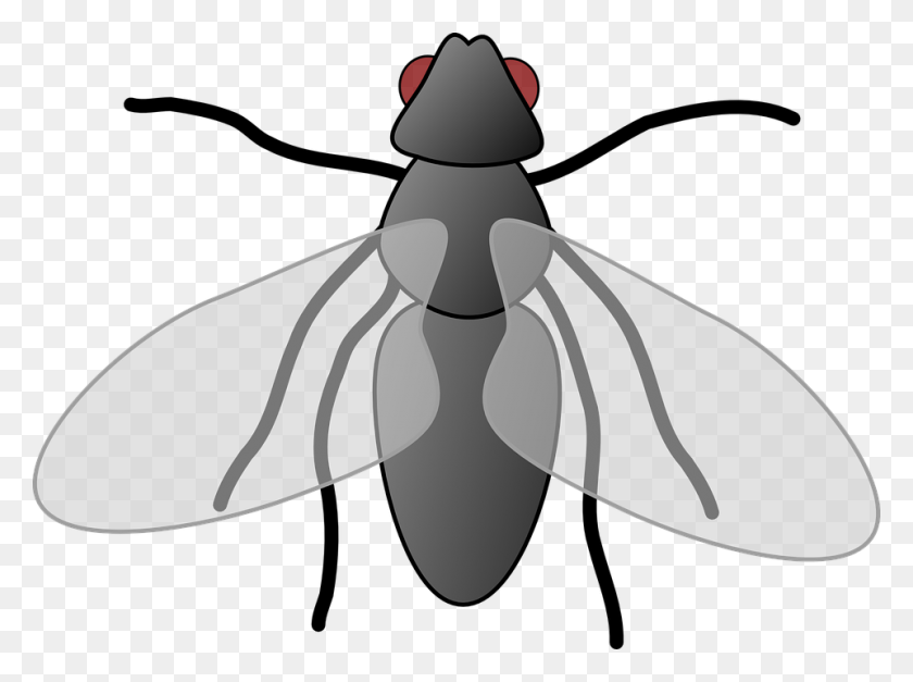 960x699 Collection Of Free Flies Clipart Winged Insect Download On Ubisafe - Flies PNG