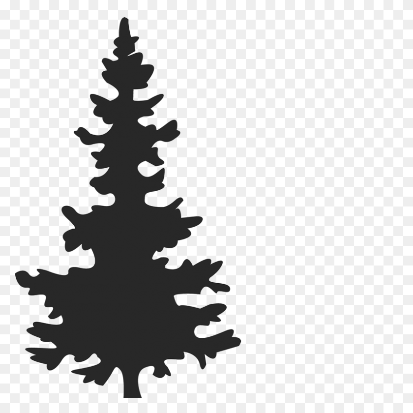 800x800 Collection Of Spruce Tree Silhouette Download Them And Try To Solve - Pine Tree Silhouette PNG