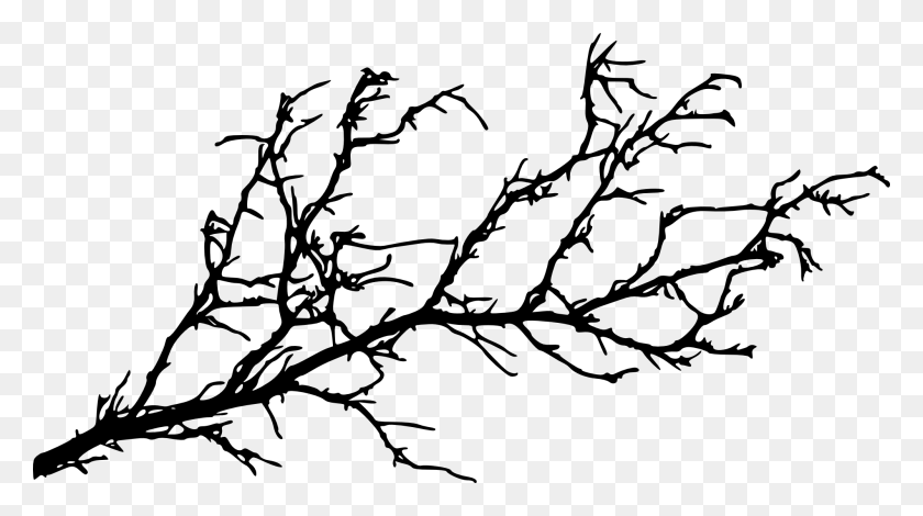 2000x1053 Collection Of Tree Branches Silhouette Download Them And Try - Oak Tree Silhouette PNG