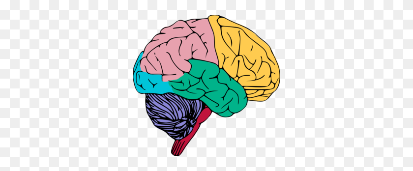 300x288 Цветной Клипарт Мозг - Анатомия Картинки