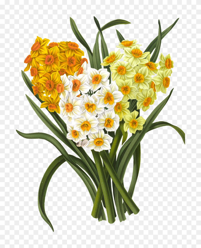 1024x1280 Colored Daffodil Png Elements Free Png Download Png Vector - Daffodil PNG
