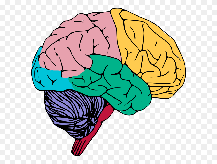 600x576 Colorful Clipart Brain - Neuron Clipart