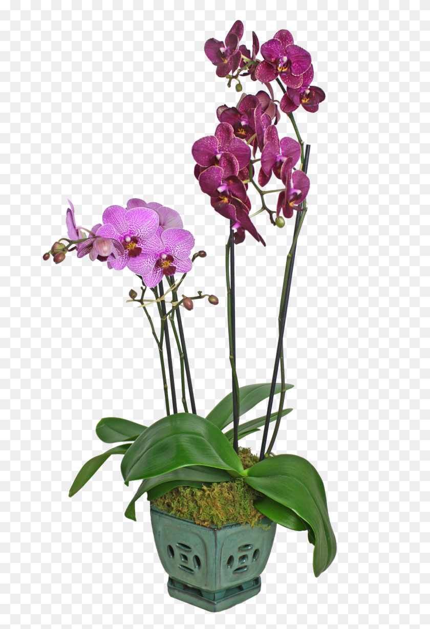 2189x3283 Красочный Дисплей Орхидей На Станции Merion, Pa Long Stems - Орхидеи Png