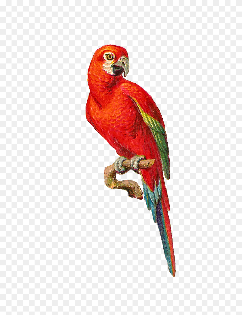722x1032 Colorful Parrot Png Photo Png Arts - Parrot PNG