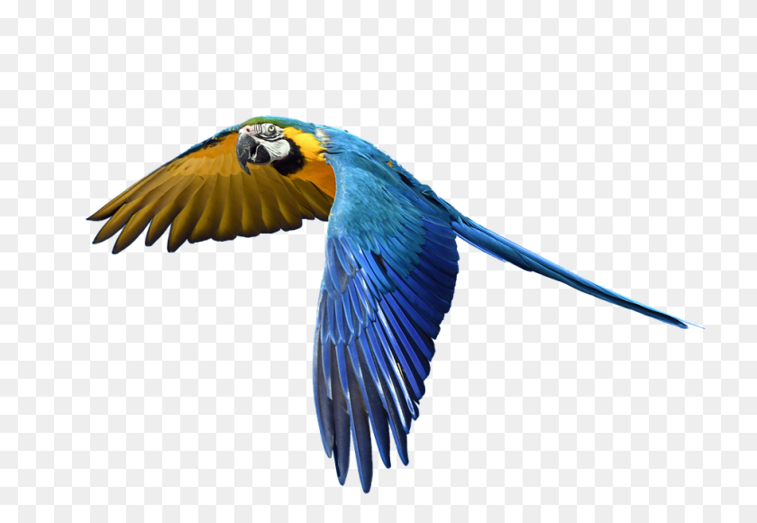 960x640 Colorful Parrot Png Pic Png Arts - Parrot PNG