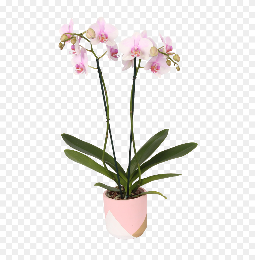 524x796 Colororchids Wholesale - PNG Orchids