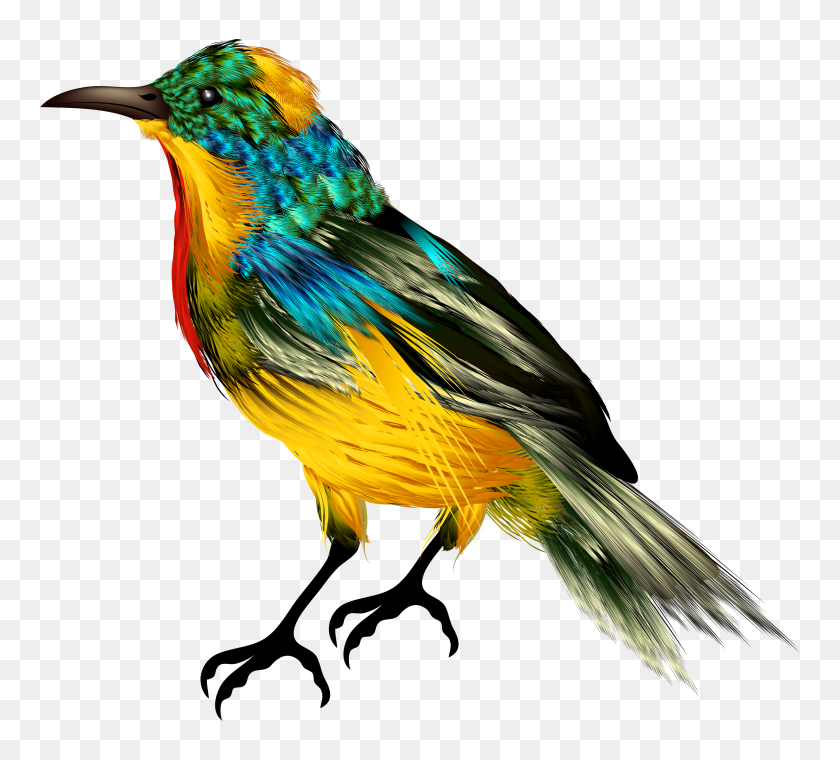 3000x2693 Colourful Bird Png Clipart - Birds PNG