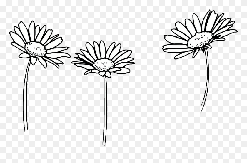 832x528 Comfortable Drawing Outline Sunflowers Flower Tumblr - Tumblr Flower PNG