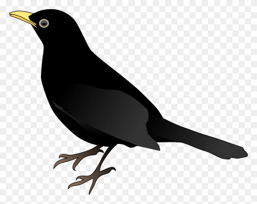 961x750 Common Blackbird Download Drawing Red Winged Blackbird Free - Black Bird Clipart