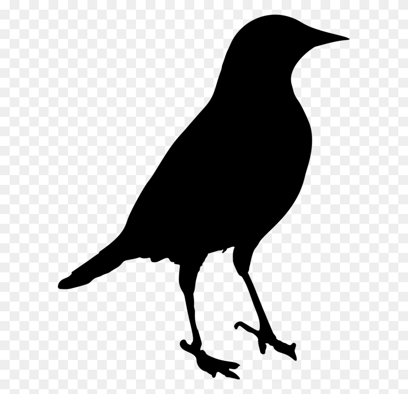 601x750 Common Blackbird Silhouette Drawing - Raven Clipart Black And White