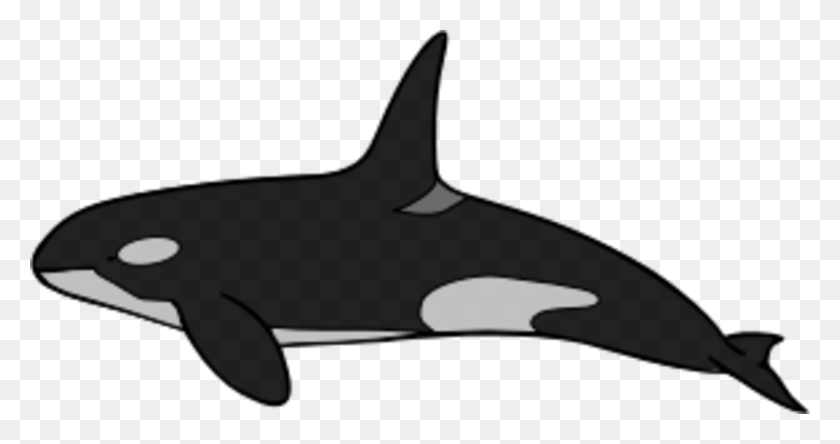 1521x750 Common Bottlenose Dolphin Killer Whale Tucuxi Rough Toothed - Rough Clipart