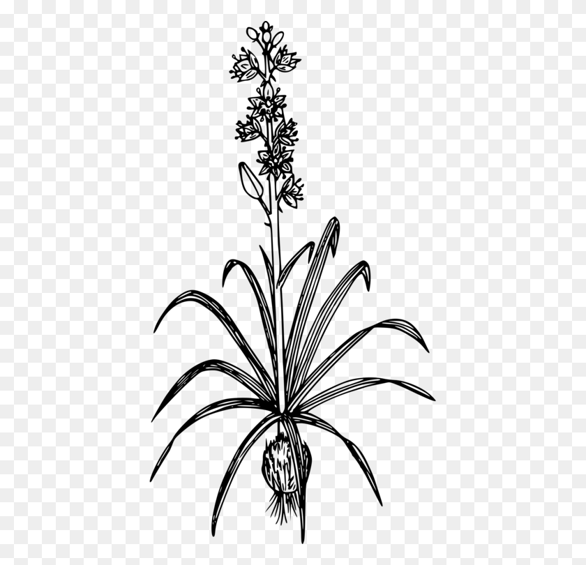 411x750 Common Camas Toxicoscordion Venenosum Drawing Mountain Deathcamas - Botanical Clip Art
