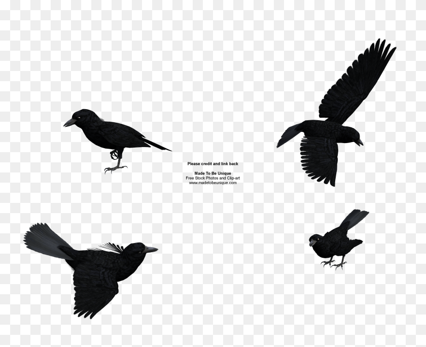 4000x3200 Common Cliparts - Raven Clipart Black And White