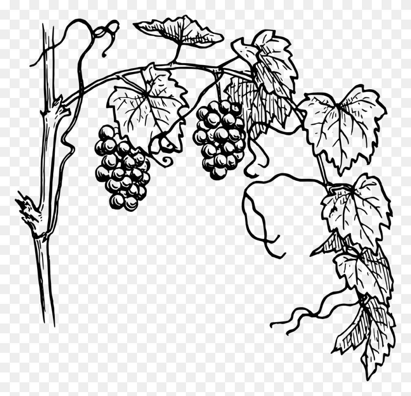 1000x960 Common Grape Vine Drawing Clip Art - Family Tree Clipart Black And White