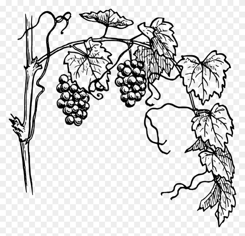 781x750 Common Grape Vine Wine Drawing - Wine Clipart Black And White