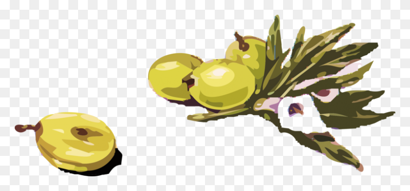 797x340 Common Holly Computer Icons Branch Download Art - Olive Branch PNG