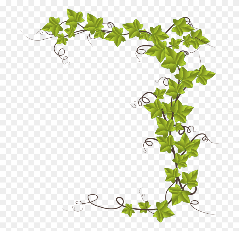 701x750 Hiedra Común Hedera Canariensis Planta De Vid Hedera Hibernica Gratis - Ivy Clipart